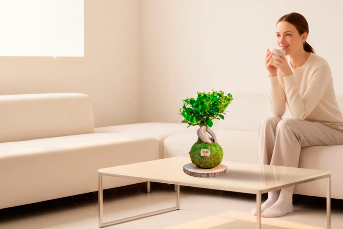 Depois: canto com kokedama Ficus Ginseng grande